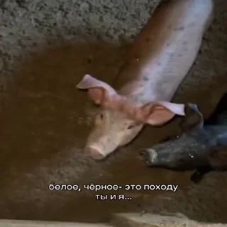 Video sticker 🐷 лал @acsqqqqqq