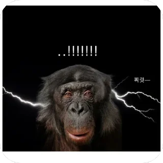 Telegram stiker ⚡️ 차갤