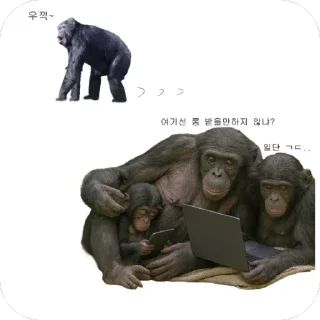 Telegram stiker 🐒 차갤