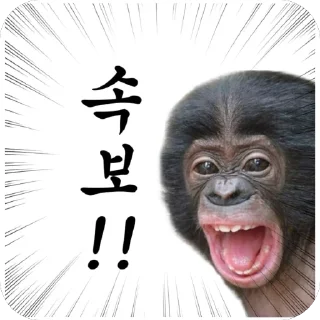 Video sticker 🆕 차갤