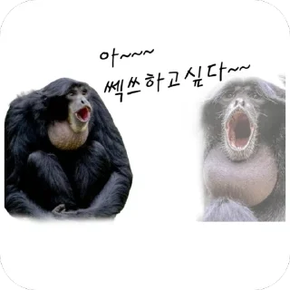 Telegram stiker 🦧 차갤