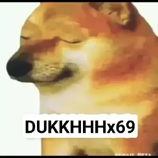 Video sticker 😊 DOGESHSTK2 @D0GESH_7