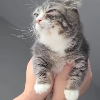 Video sticker 😦 Больше стиков тут: @stikery4