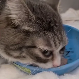 Video sticker 🍴 Больше стиков тут: @stikery4