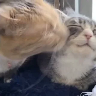 Video sticker 😘 Больше стиков тут: @stikery4