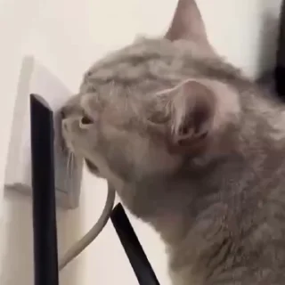 Video sticker 📡 cat3.exe