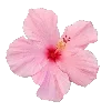 Sticker 🌸 в горчичн�...
