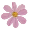 Video sticker 🌺 в горчичн�...
