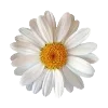 Video sticker 🌺 в горчичн�...