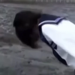 Video sticker 🍓 Lala's pack! @pIlumpies :3