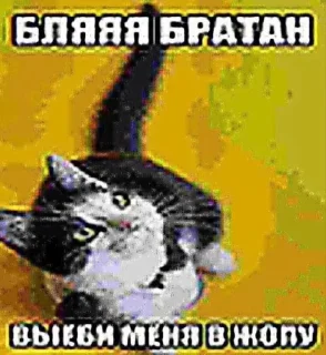 Video sticker 🌟 Больше стиков тут: @stikery4