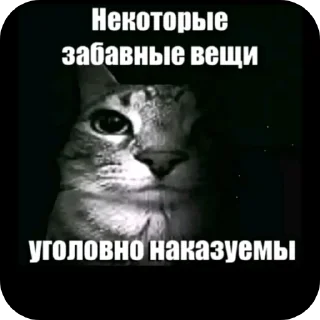 Video sticker 🖼 Ну не зна