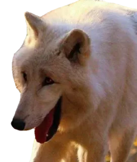 Video sticker 😂 Sung Jin-Woo's Sticker Pack