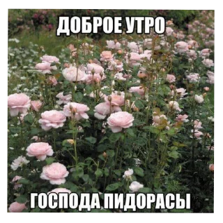 Video sticker 😇 похуй