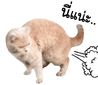 Telegram sticker ⭐ @JKSSTIK30