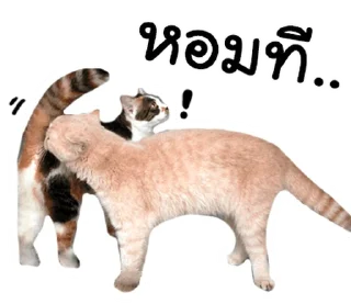 Video sticker ⭐ @JKSSTIK30