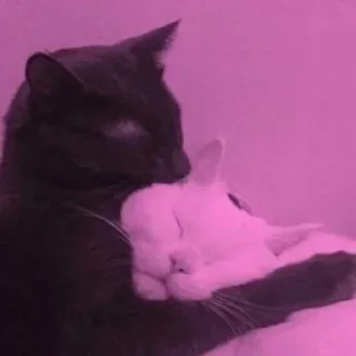 Telegram sticker 🖤 Kitty :: @fStikBot