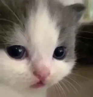 Telegram sticker 🌟 Kitty :: @fStikBot