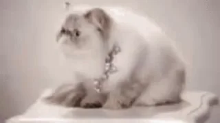 Video sticker 🙂 Litrelly You