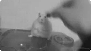 Video sticker 🌟 YourClown💔 :: @fStikBot