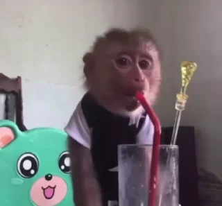 Video sticker 🌟 MonkeyZ 2 by @ponmonkygifs :: @fStikBot