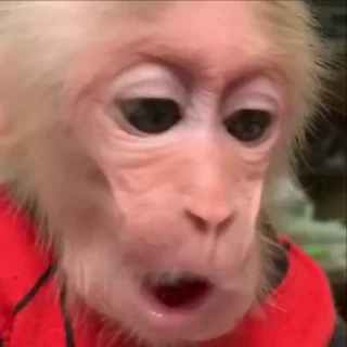 Video sticker 😚 MonkeyZ 2 by @ponmonkygifs :: @fStikBot