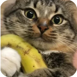 Video sticker 🐱 ne_pipiska