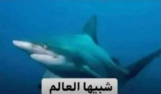 Video sticker 😠 كين : @ken_18