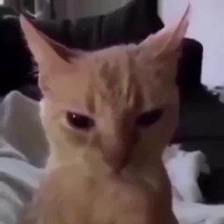 Video sticker 😡 𝗿𝗮𝗺𝗱𝗼𝗺? :: @fStikBot