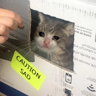 Video sticker 😭 Crying Cat Deluxe