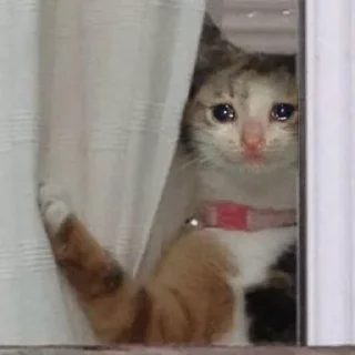 Telegram sticker 😭 Crying Cat Deluxe