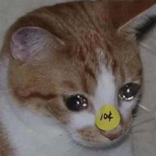 Telegram sticker 😭 Crying Cat Deluxe