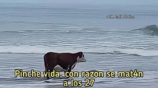 Telegram sticker 😞 LightBorn :3 [𝓕𝓪𝓵𝓵𝓮𝓷 𝓪𝓷𝓰𝓮𝓵𝓼] Steal Pack 4