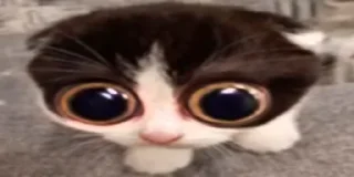 Telegram sticker 😨 Cat (real)