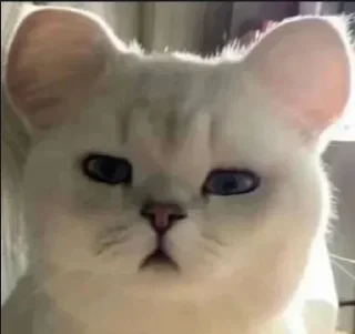 Telegram sticker 🐭 Cat (real)