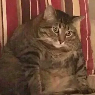 Telegram sticker 😟 Cat (real)