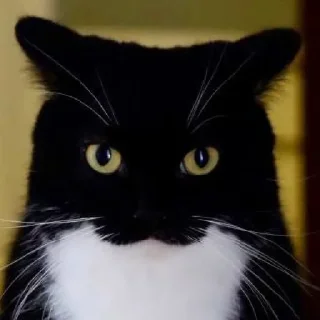 Telegram sticker 😐 Cat (real)