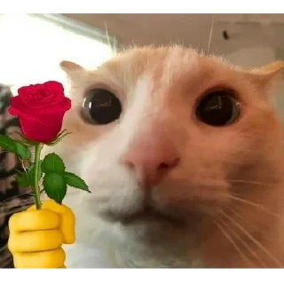 Sticker 🌹 Cat (real)