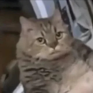 Video sticker 😐 Cat (real)