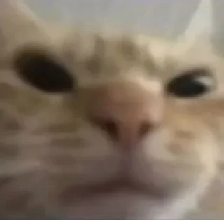 Telegram sticker 🤨 Cat (real)