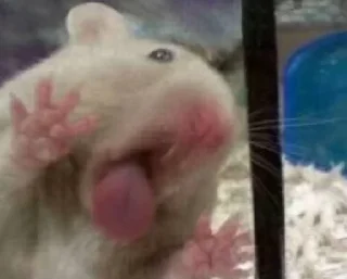 Video sticker 🤩 Бля @TgEmodziBot