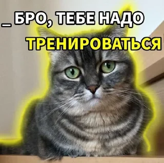 Video sticker 🌟 Комарики :: @fStikBot