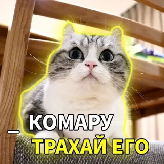Telegram sticker 🌟 Комарики :: @fStikBot