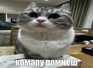 Sticker 🌟 Комарики :: @fStikBot
