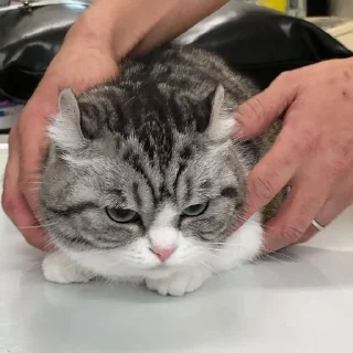 Video sticker 🌟 Комарики :: @fStikBot
