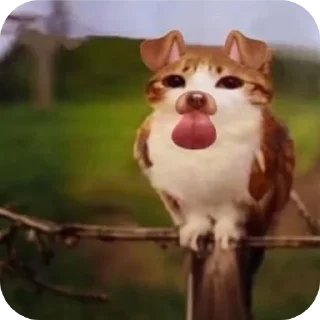 Video sticker 🐶 Chodbhangra 🌟 @SecretZoro