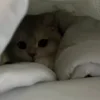 Video sticker 🐾 гифки кот�...