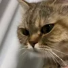 Video sticker 🐾 гифки кот�...