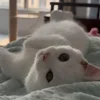 Video sticker 🐾 гифки кот�...