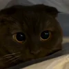 Video sticker 🐾 гифки кот�...